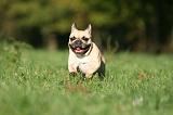 BOULEDOGUE FRANCAIS 1217